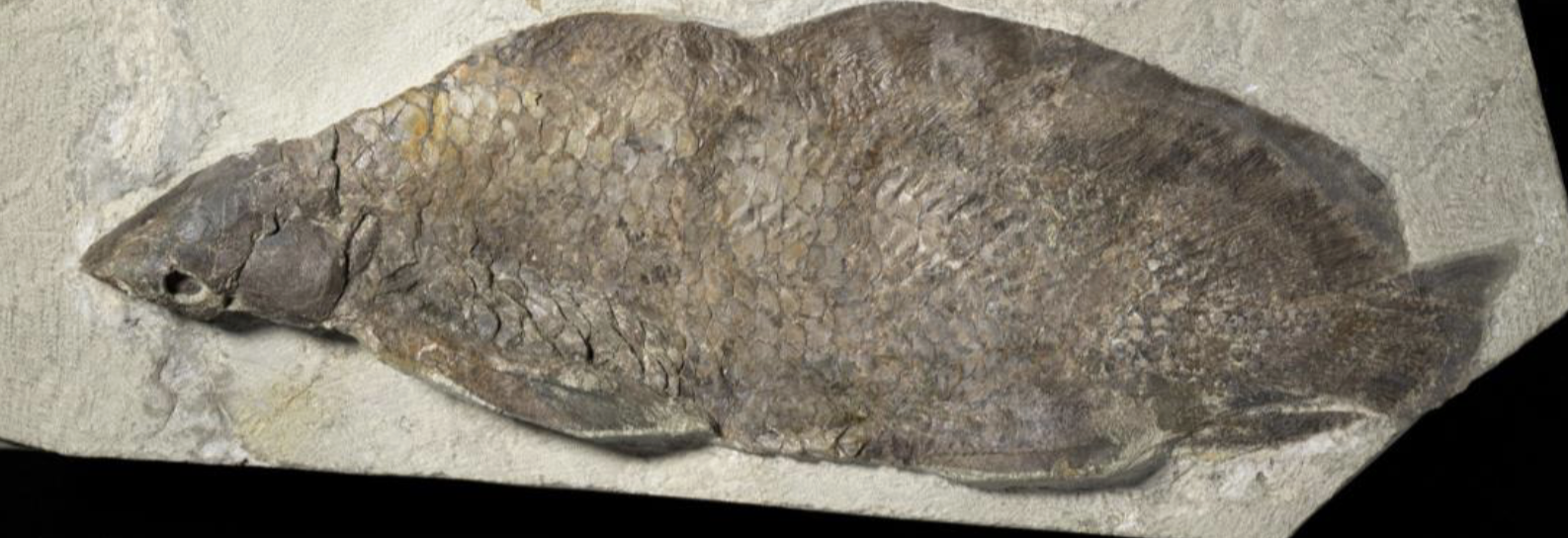 <p>fin looks lighter than body + scale impressions</p>