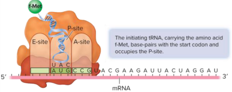 <p>initiating tRNA brings formylmethionine (f-Met) to the P-site of the ribosome</p><ul><li><p>tRNA anticodon pairs with start codon</p></li><li><p>first tRNA carries 1st amino acid to the start codon AUG</p></li><li><p>only in bacteria its f-Met instead of methionine</p></li><li><p>translational machinery ready after assembling </p></li><li><p>A-site: aminoacyl </p></li><li><p>P-site: peptidyl</p></li><li><p>E-site: exit </p><ul><li><p>first tRNA/start codon will be in P-site </p></li></ul></li></ul><p></p>