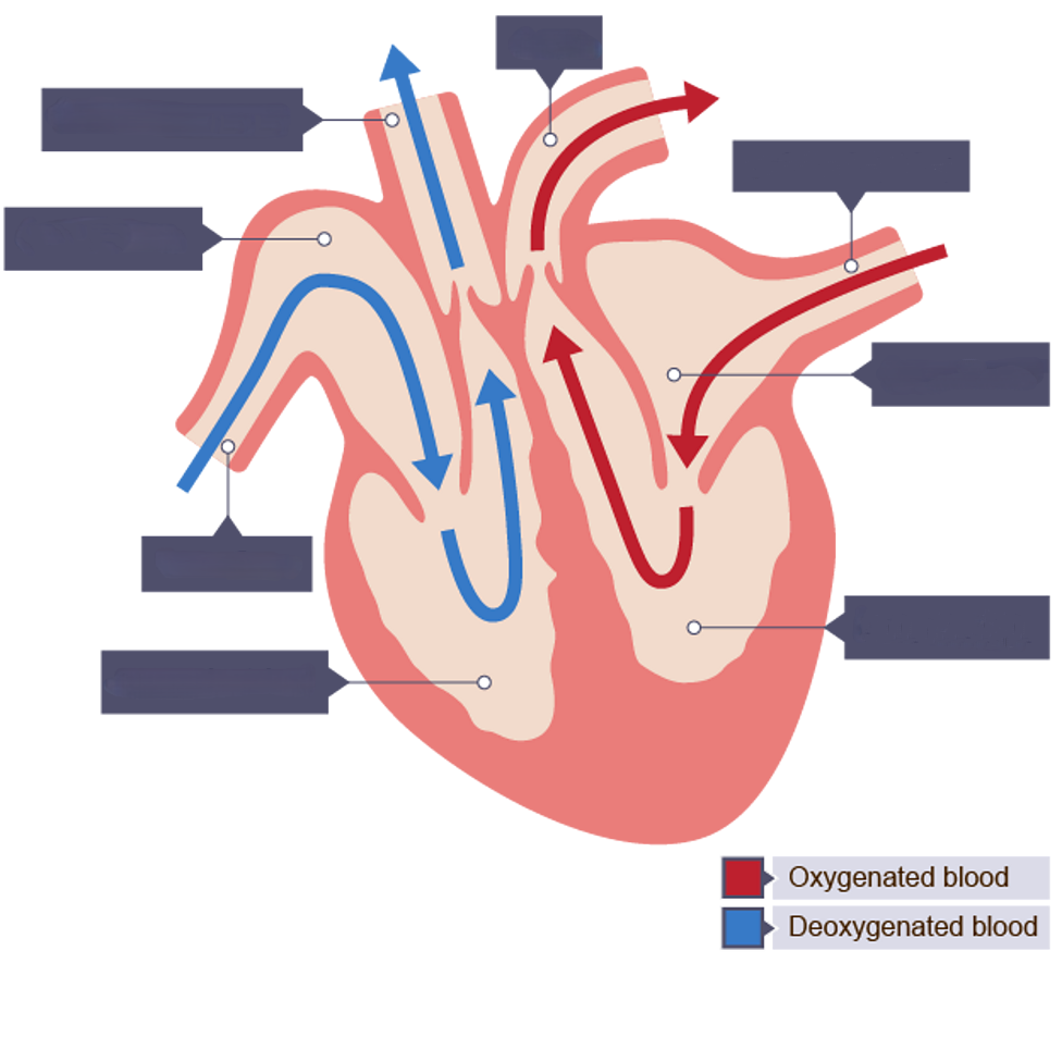<p>Labelling the heart</p>