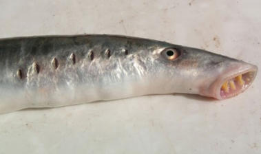 <p>This is the integumentary system of a lamprey in class _______. Does it have scales <strong>OR</strong> no scales?</p>