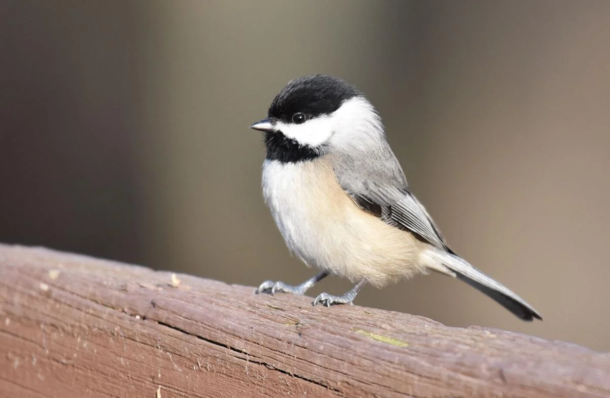 <p>Common name<br>Family</p>