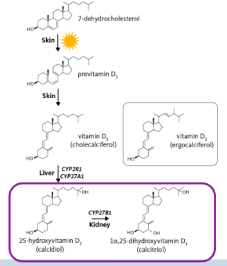 <p>• Produces<span style="color: purple;"> calcitriol - active form of vitamin D.</span></p><p>• Performed by cells located in the <span style="color: purple;">proximal tubules of the nephron.</span></p><p></p><p>calcitriol regulates<span style="color: purple;"> calcium and phosphoru</span>s levels in the body by promoting their<span style="color: purple;"> absorption from instestines</span></p><p>also stimulates <span style="color: purple;">bone mineralization and inhibits secretion of PTH</span> (cos parathyroid hormone increasing calcium levels by releasing them from bones)</p>