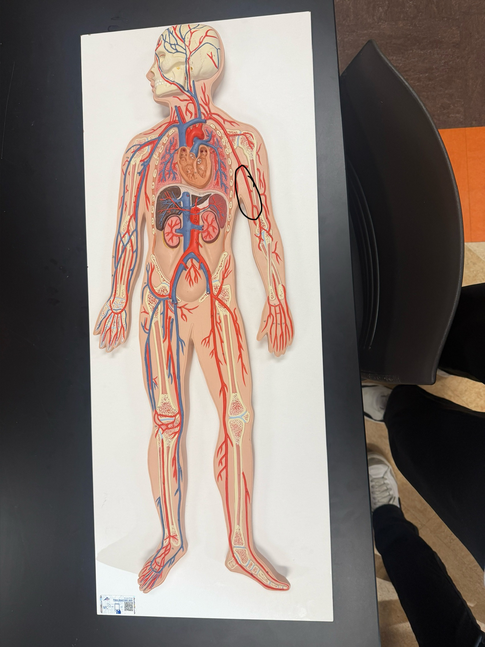 <p>name the vessel</p>