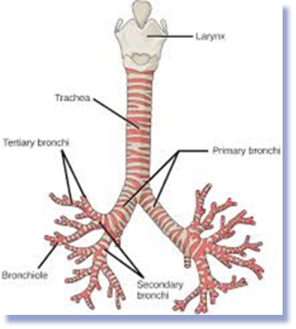<p>The right main bronchus is wider and runs more vertically than the left. </p><p></p>