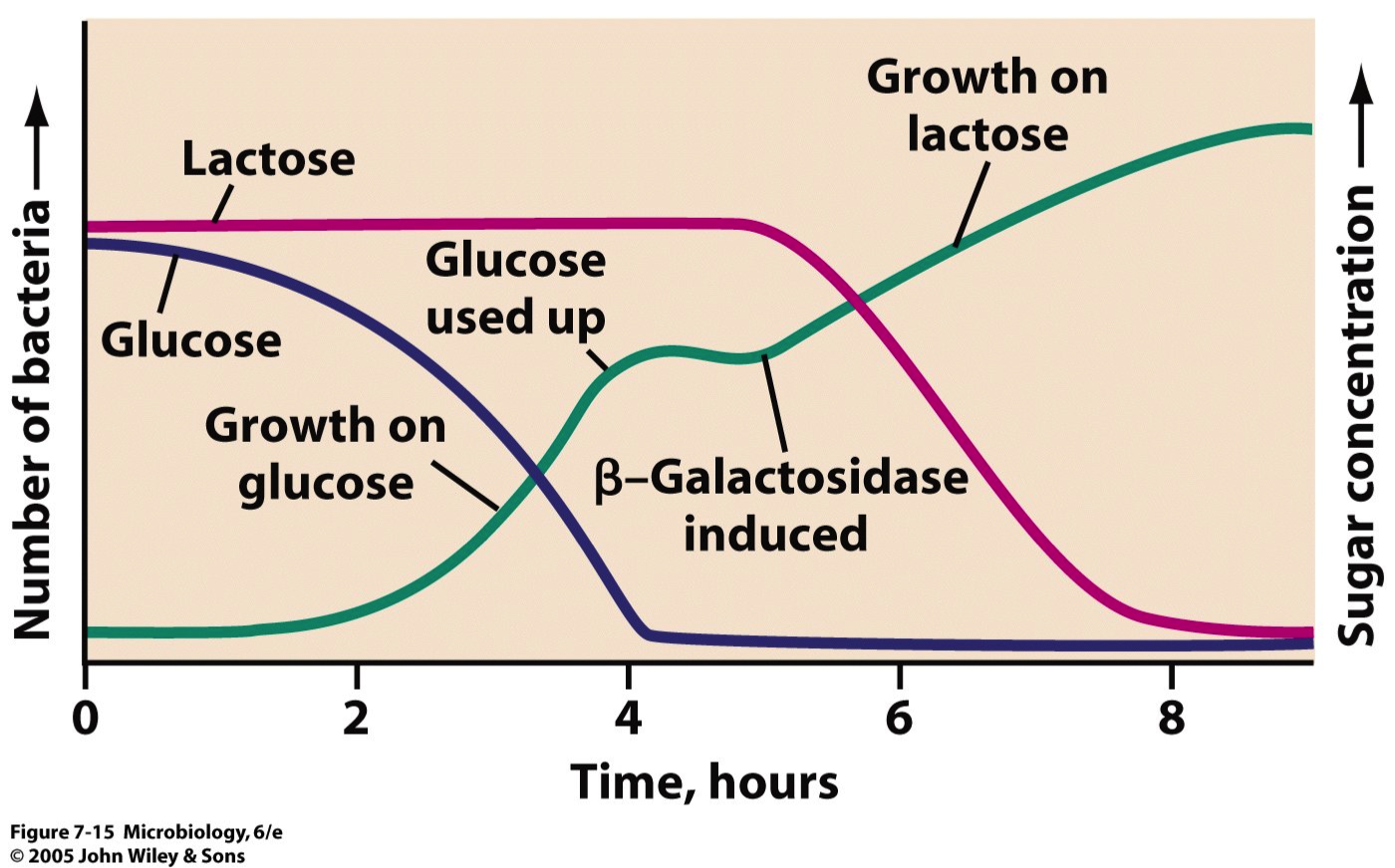 <p>Di = two glucose &amp; lactose</p><p>Glucose is used first, then lactose.</p><p>B-gal is made AFTER lactose is used</p>