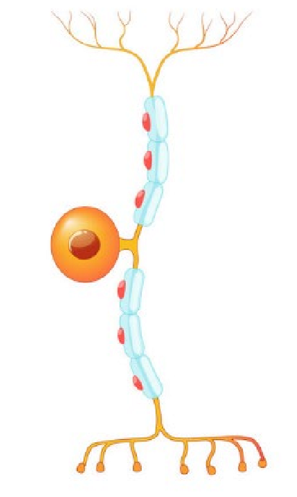 <p>Carries signals from sensory receptors to the central nervous system (brain and spinal cord)</p>