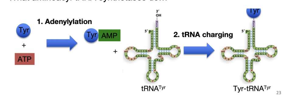 <p>tRNA Activation or aminoacylation</p>