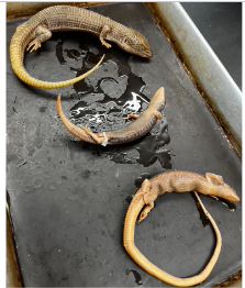 <p>What species is this</p>