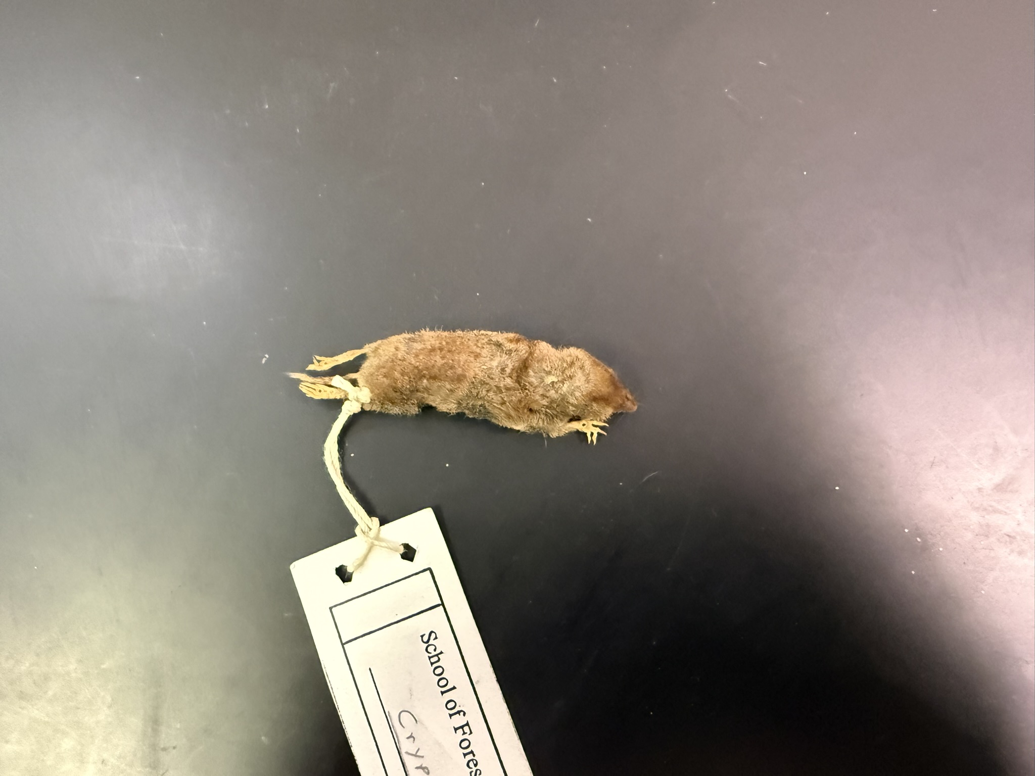 <p>What is the name and taxonomy of the species?</p>