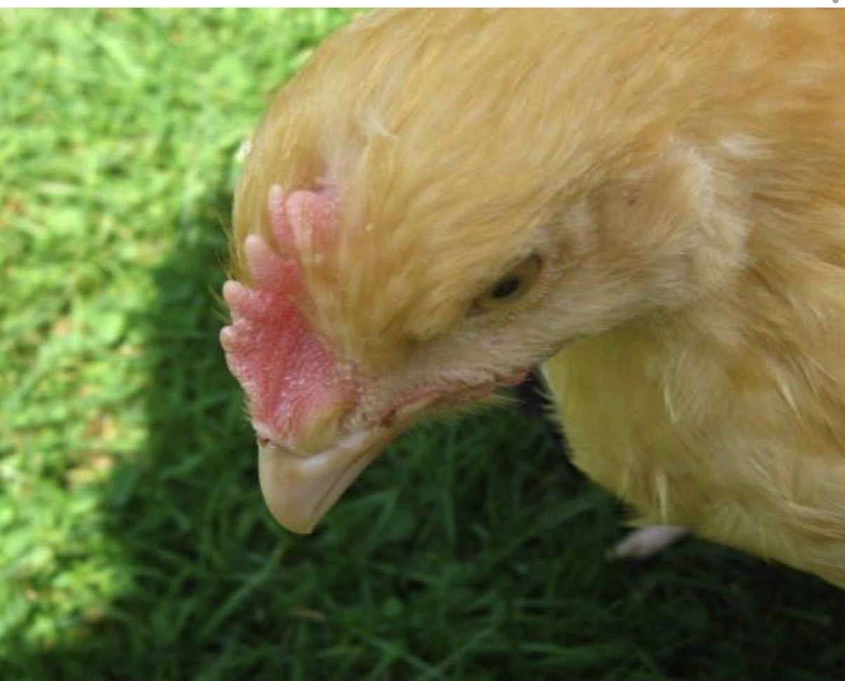 <p>A comb with a definite split at the rear, affecting its appearance.</p>