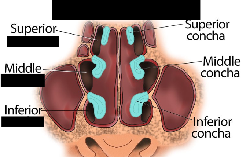 <p><span style="background-color: transparent;">Superior, middle, and inferior grooves that allow air to flow between the nasal cavity, paranasal sinuses, and nasolacrimal ducts.</span></p>