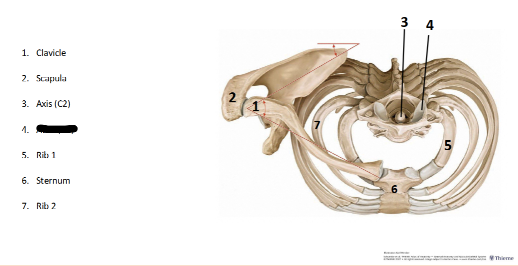 <p>What landmark within the <strong>Axial? </strong>(CENTRAL <strong>AXIS </strong>of <strong>BODY)</strong></p>