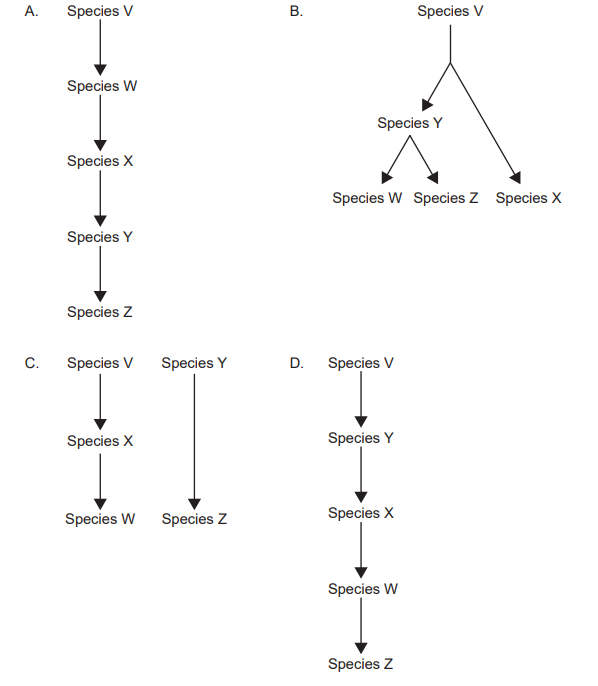 <p>Which evolutionary pathway is most likely to result in the evolution of analogous structures in Species W and Z?</p>