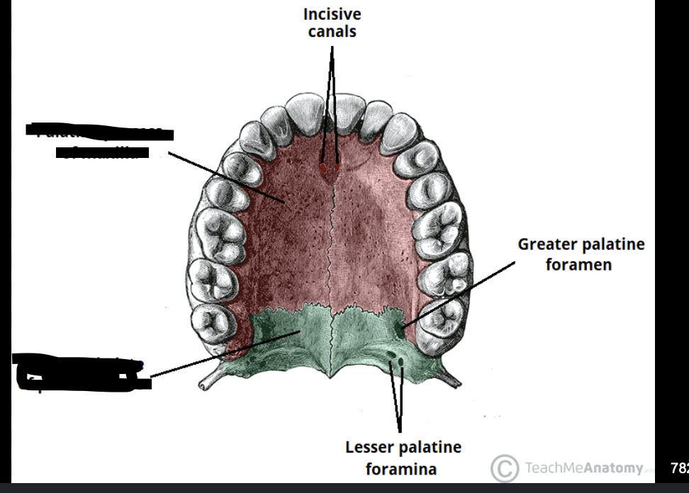 <p>Hint - back of mouth</p>