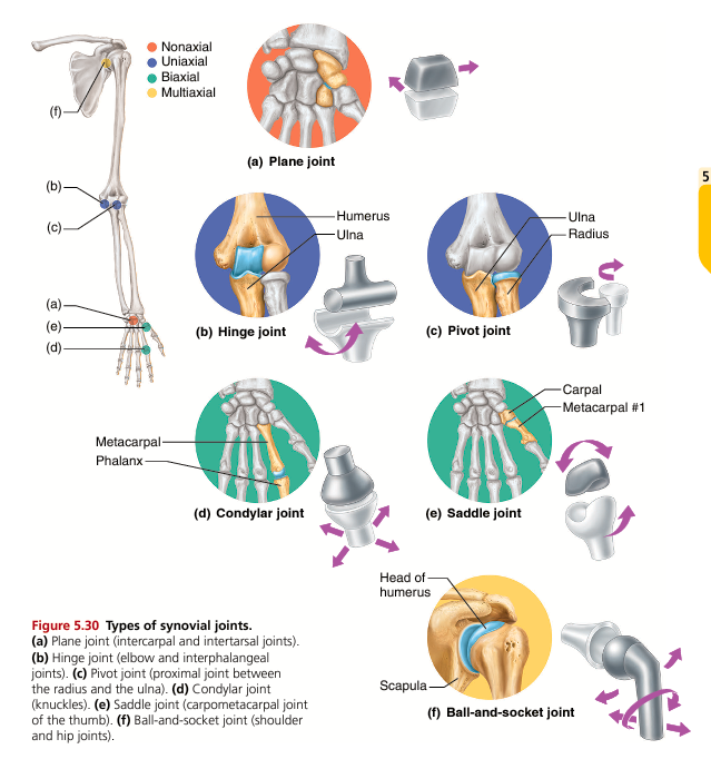 <p>Plane joints </p><ul><li><p>Flat surfaces slide over each other</p></li><li><p>Movement: gliding only (nonaxial)</p></li><li><p>Example: wrist bones, vertebrae</p></li></ul><p> </p><p>Hinge joints </p><ul><li><p>One bone fits into a trough-like structure</p></li><li><p>Movement: flexion and extension only</p></li><li><p>Uniaxial</p></li><li><p>Examples: elbow, knee, fingers</p></li></ul><p> </p><p>Pivot joints </p><ul><li><p>One bone rotates inside a ring</p></li><li><p>Movement: rotation only</p></li><li><p>Uniaxial</p></li><li><p>Examples: atlas-axis joint (neck), radioulnar joint</p></li></ul><p> </p><p>Condyloid (ellipsoid) joints </p><ul><li><p>Oval-shaped surfaces</p></li><li><p>Movement: flexion, extension, abduction, adduction</p></li><li><p>Biaxial</p></li><li><p>Example: knuckles, wrist</p></li></ul><p> </p><p>Saddle joints </p><ul><li><p>Both bones have concave and convex surfaces</p></li><li><p>Movement: biaxial, wide range</p></li><li><p>Example: thumb joint</p></li><li><p>Allows opposition (thumb movement)</p></li></ul><p> </p><p>Ball-and-socket joints </p><ul><li><p>Spherical head fits into socket</p></li><li><p>Movement: all directions + rotation</p></li><li><p>Multiaxial</p></li><li><p>Examples: shoulder, hip</p></li></ul><p></p>