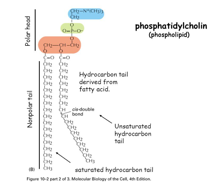 <p>Two fatty acids attached to a glycerol molecule, a phosphate and an additional polar molecule that togehter form the polar head</p>
