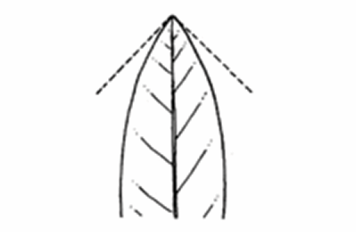 <p>A leaf apex ending in a sharp point with an angle of less than $$90^{\circ}$$.</p>