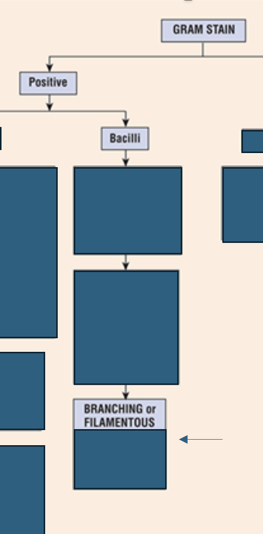 <p>Which gram positive bacilli grow <strong>branching or filamentous?</strong></p>