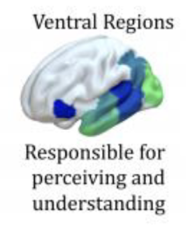 <p>maps sound to meaning(comprehension)</p>