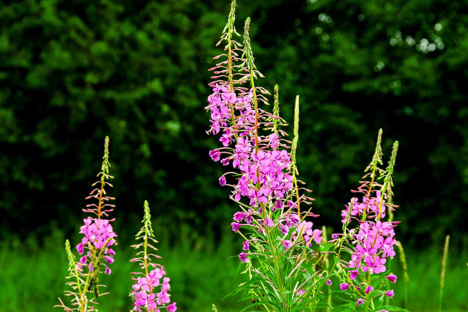 <p>Fireweed</p>