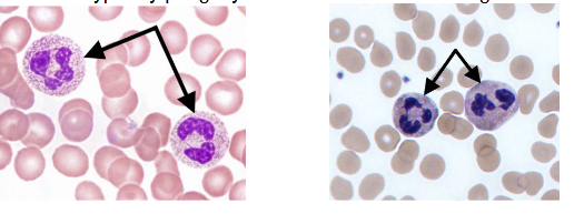 <p>Name the cell</p>