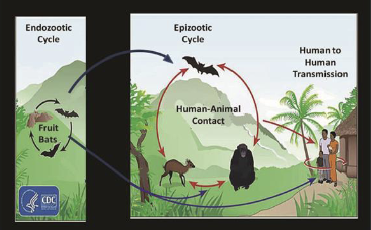 <ul><li><p>The transmission cycle of Ebola virus is divided into three main cycles, namely Endozootic, Epizootic and Human to human transmission</p><ul><li><p>Human-to-Human: Direct contact with an ill person or their fluids, contaminated clothing, bedding, or medical equipment. The virus can persist for several months (over 80 days) after recovery, allowing for sexual transmission</p></li><li><p>Animal-to-Human: Contact with infected animals, such as fruit bats, monkeys, or apes, often via hunting or preparing "bushmeat"</p></li></ul></li></ul><p></p>