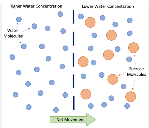 <p>movement  of water molecules from a high water potential to a low water potential across a partially permeable membrane </p>