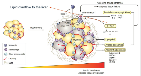 <p>Why is visceral fat more harmful than subcutaneous fat?</p>