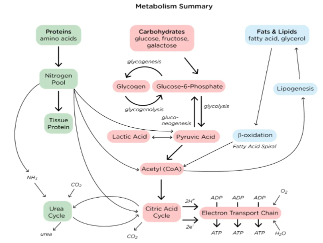 <p><span style="background-color: transparent;">-Key Idea: Carbohydrate, protein, fats &amp; lipids are broken down for ATP production and linked by Acetyl CoA</span></p><p><span style="background-color: transparent;">-Fed state (Insulin): ↑ Energy Store by ↑ Glycolysis, glycogenesis, fatty acid synthesis&nbsp;</span></p><p><span style="background-color: transparent;">-Fasting state (Glucagon): ↑ Energy Release by ↑ Gluconeogenesis, glycogenolysis, β-oxidation&nbsp;</span></p><p><span style="background-color: transparent;">-Glycolysis: Breaks down glucose to make ATP</span></p><p><span style="background-color: transparent;">-Gluconeogenesis: Makes glucose during fasting</span></p><p><span style="background-color: transparent;">-Glycogenesis: Stores glucose as glycogen</span></p><p><span style="background-color: transparent;">-Glycogenolysis: Releases glucose from glycogen</span></p><p><span style="background-color: transparent;">-Citric Acid Cycle: Produces NADH/FADH₂ for ETC</span></p><p><span style="background-color: transparent;">-ETC: Produces most ATP</span></p><p><span style="background-color: transparent;">-β-Oxidation: Breaks down fatty acids into acetyl-CoA</span></p><p><span style="background-color: transparent;">-Lipogenesis/ Fatty Acid Synthesis: Stores excess energy as fat</span></p><p><span style="background-color: transparent;">-Urea Cycle: Removes toxic ammonia</span></p>