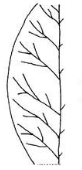 <p>entire</p>