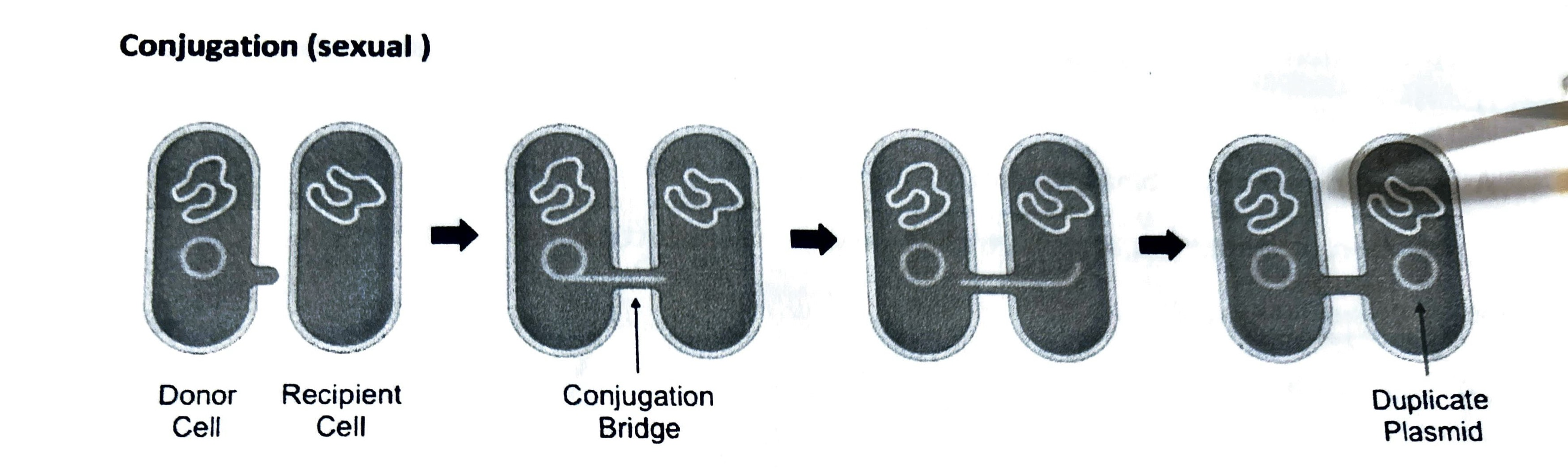 <p>Genetic material is transferred from a donor bacterial cell to a recipient cell via a pilus (bridge). </p><p>The donor cell uses a specialized protein tube called a pili to connect to the recipient cell’s wall. </p><p>The pili anchors the two cells together, allowing DNA to move from the donor to the recipient. </p><p>The recipient cell gains new genetic traits and now shares characteristics of the donor cell.</p>