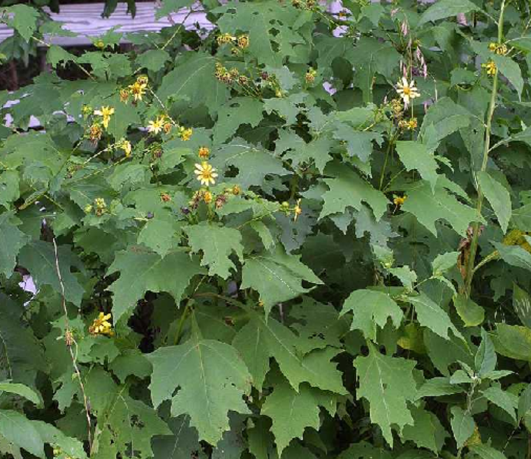 <p>Smallanthus uvedalia</p>