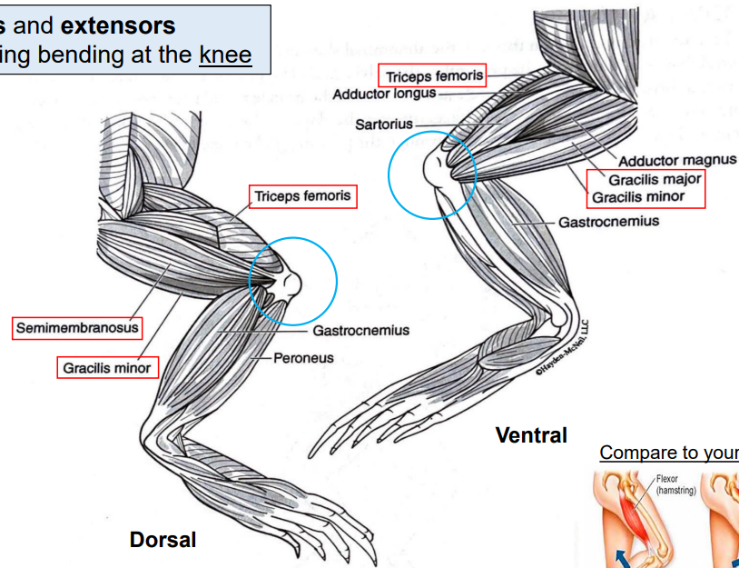 <p>flexion of leg at knee</p>