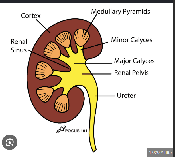 <p>What is the renal pelvis?<br>→ Innermost zone of the kidney</p><p>What shape is the renal pelvis?<br>→ Triangular structure</p><p>Where is the renal pelvis located?<br>→ Within the renal sinus</p><p>What is the renal pelvis continuous with?<br>→ large cavity at Upper expanded end of ureters</p><p>How many minor calyces are normally present?<br>→ 8–18</p><p></p><p><span>The <strong>renal sinus</strong> is <mark>a central, fat-filled cavity inside the kidney</mark>. It acts as a protective hub or "lobby" for the structures that manage fluid and blood, securely housing the renal pelvis (which collects urine), blood vessels, nerves, and lymphatic channels as they enter and exit the organ.</span> </p><p></p><p><span>Calyces (singular: calyx) are <mark>the cup-shaped, funnel-like structures in the kidney that act as the first stage of the urinary drainage system</mark>. They collect urine from the kidney's filtering units and channel it directly into the renal pelvis to be carried to the bladder.</span> </p>