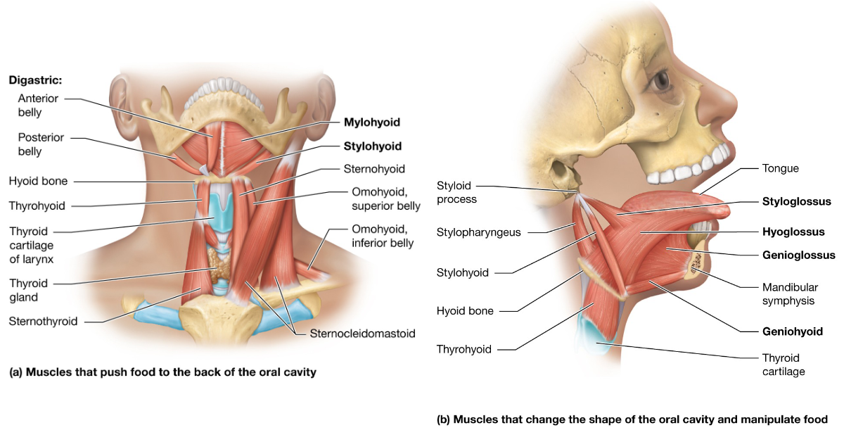 <p>Depresses the tongue</p>