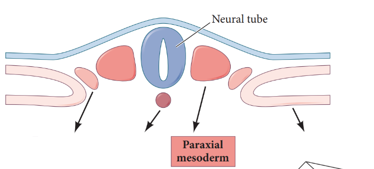 <ul><li><p>forms the somites; anteriormost paraxial mesoderm does not segment → becomes the head mesoderm</p></li><li><p>on both side of the notochord</p></li></ul><p></p>