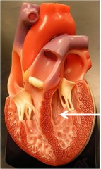 <p>Identify the structure</p>