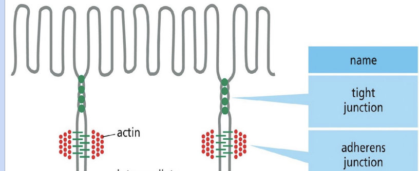 <p>joins an <strong>ACTIN </strong>bundle in one cell to a similar bundle in a neighboring cell (think <u>a</u>dherens = <u>a</u>ctin)</p><ul><li><p>thousands of <strong>transmembrane cadherin molecules</strong>, packed into dense, regular arrays that are linked to the <strong>actin</strong> cytoskeleton by a complex of intracellular anchor proteins on the <strong>cytoplasmic</strong> side </p></li></ul><p></p>