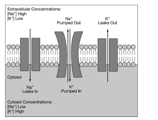 <p>Some membrane proteins help maintain the concentrations of ions inside a cell by transporting the ions across the cell’s plasma membrane. Other membrane proteins form pores in the plasma membrane through which the ions can diffuse. A model showing the influence of membrane proteins on the movement of sodium (Na⁺) and potassium (K⁺) ions across a plasma membrane is presented in Figure 1.</p><p>Based on the model presented in Figure 1, which of the following changes will most likely result from a depletion of available ATP stores inside the cell?</p><p> A) The Na⁺ concentration outside the cell will increase.</p><p> B) The Na⁺ concentration inside the cell will increase.</p><p> C) The K⁺ concentration inside the cell will increase.</p><p> D) The K⁺ concentration outside the cell will decrease.</p>