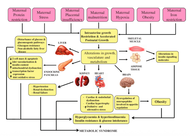 <ul><li><p><span><em>Subpotential conditions during development induce alternative developmental trajectories</em></span></p></li><li><p class="MsoListParagraphCxSpMiddle"><span><em>Immediate survival benefits</em></span></p></li><li><p class="MsoListParagraphCxSpLast"><em>Health problems when miosmatch between early life and adult nutrient environment</em></p></li></ul><p></p>