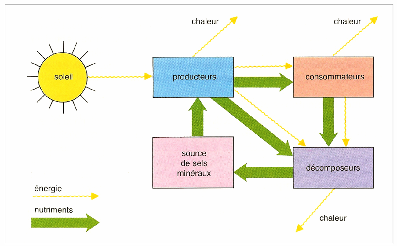 <p>Énergie : circule dans un seul sens. Elle entre (Soleil), est transformée (photosynthèse), puis se dissipe progressivement en chaleur à chaque transformation. Elle ne “revient” pas sous une forme réutilisable par les organismes.</p><p>Matière : circule en cycle fermé (à l’échelle de la biosphère) grâce aux décomposeurs et aux processus biogéochimiques. Exemple : le carbone passe de CO₂ → biomasse → CO₂ ; l’azote revient via minéralisation, nitrification…</p>