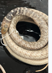 <p>What species is this</p>