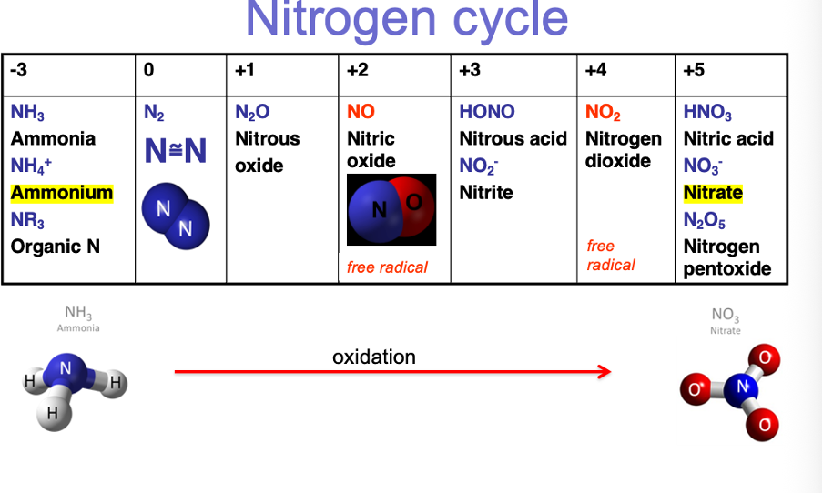 <ul><li><p><span style="font-family: "Times New Roman"; line-height: normal; font-size: 7pt;"> </span>In atmospheric form – 2 nitrogen atoms bonded together – covalent bond</p></li><li><p class="MsoListParagraphCxSpMiddle"><span style="font-family: "Times New Roman"; line-height: normal; font-size: 7pt;">&nbsp;&nbsp;&nbsp; </span>Very strong bond</p></li><li><p class="MsoListParagraphCxSpLast"><span style="font-family: "Times New Roman"; line-height: normal; font-size: 7pt;">&nbsp; </span>Plants and animals can’t break and use it</p></li></ul><p></p>