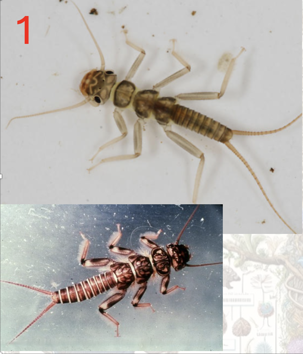 <p>Magyar név, Védett?</p>