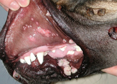 <p>This benign non-odnotogenic tumor appears in young dogs as a "sea anemone". Most lesions tend to regress on their own, cleared by the immune system</p>