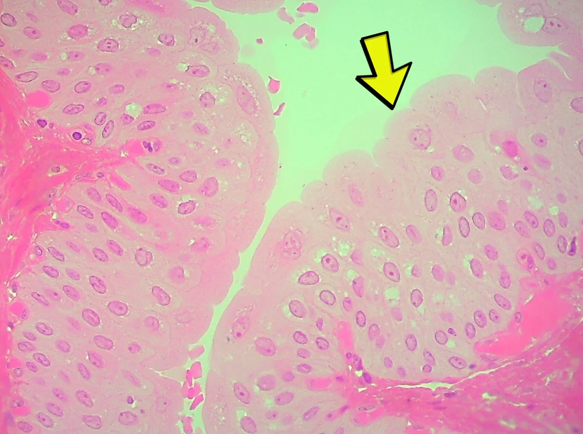 <p><span>Identify the tissue type in the micrograph at the yellow arrow.</span></p>