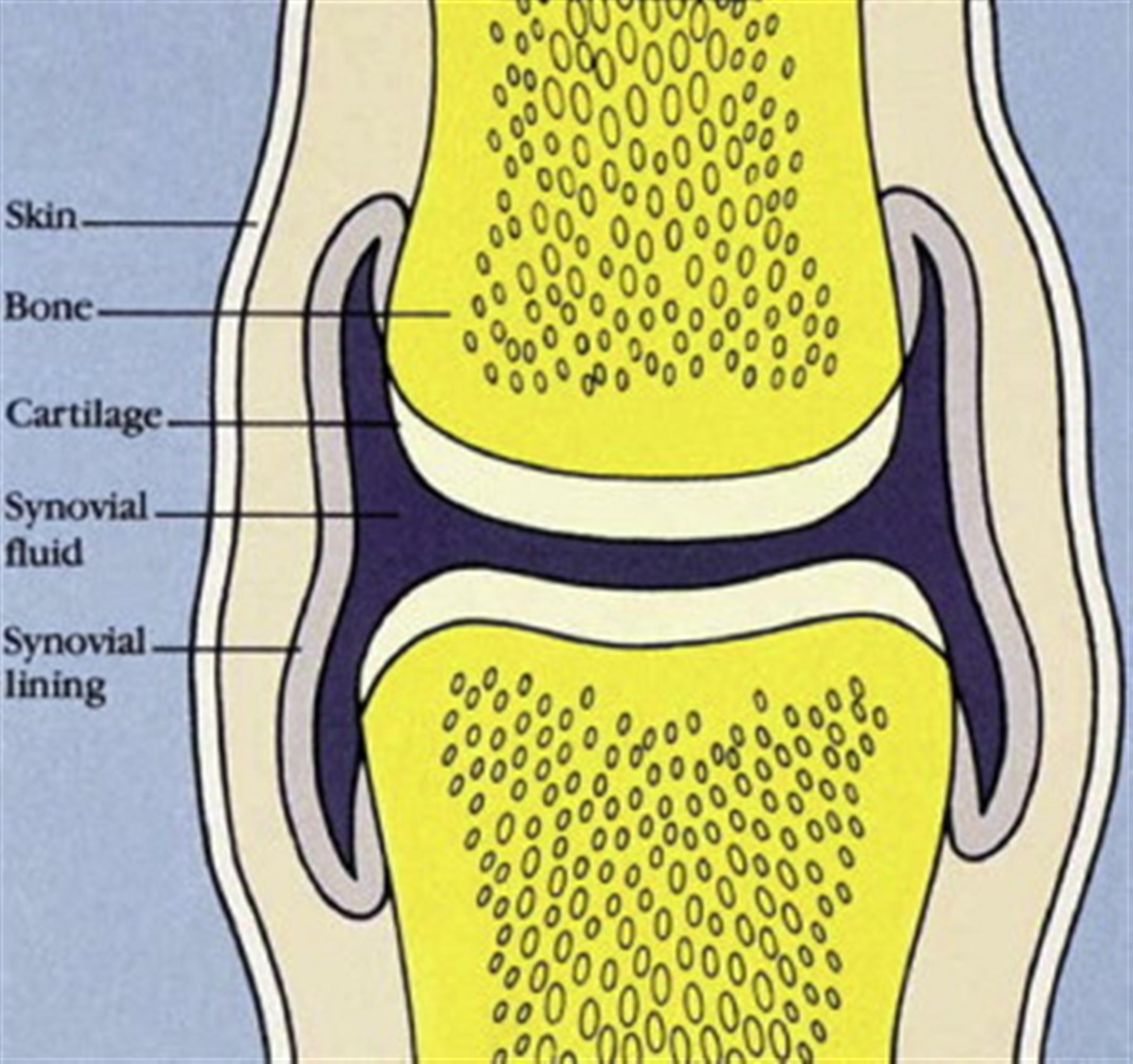 <p>fluid produced to lubricate the joint, reducing friction between the articular cartilage and nourishing it by supplying nutrients and removing waste</p>