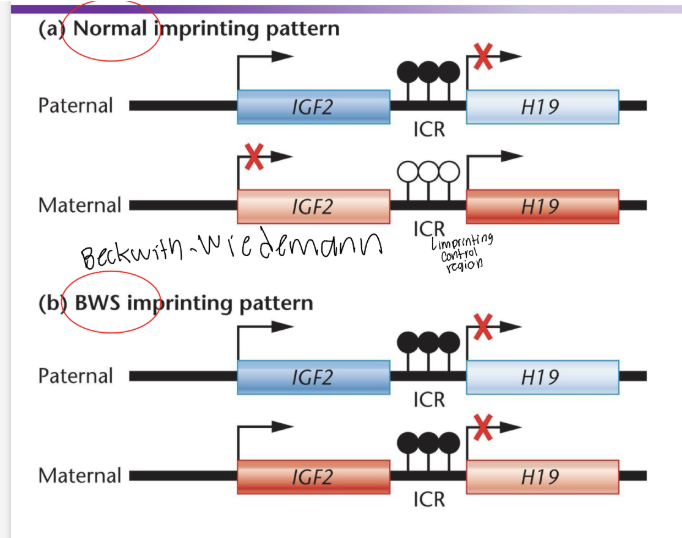 <p>typically a person gets two alleles, one form each parent. Both alleles have a gene for H19 and IGF2 (insulin growth factor 2). In a normal imprinting pattern one allele’s promoter for H19 be methylated and nonfunctional and the other will encod a lcnRNA that will silence expression of the IGF2 of that same allele. So each allele will either code for H19 or it will code for IGF2. In BWS both H19 promoters are methylated so one IGF2 isn’t silenced and that person has double the amount of IGF2 expressed. </p>