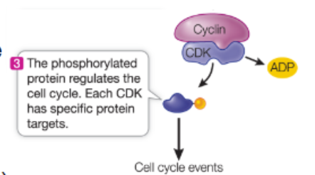 <ol><li><p>specific cyclin produced in response to cell signals</p></li><li><p>cyclin binds to CDK</p></li><li><p>specific proteins attach are are phosphorylated</p></li><li><p><mark data-color="yellow" style="background-color: yellow; color: inherit;">phosphorylated proteins then regulate the cell cycle</mark></p></li></ol><p>retinoblastoma protein (RB) blocks cell cycle progression <strong><u>until phosphorylated</u></strong></p><p></p>