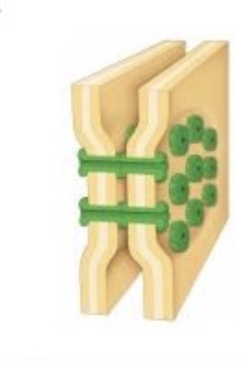<p>Proteínas de adhesion extracelular de las uniones de hendidura</p>